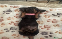 Miniature Dachshund dogs for sale: Miniature daschund puppies - Image 27