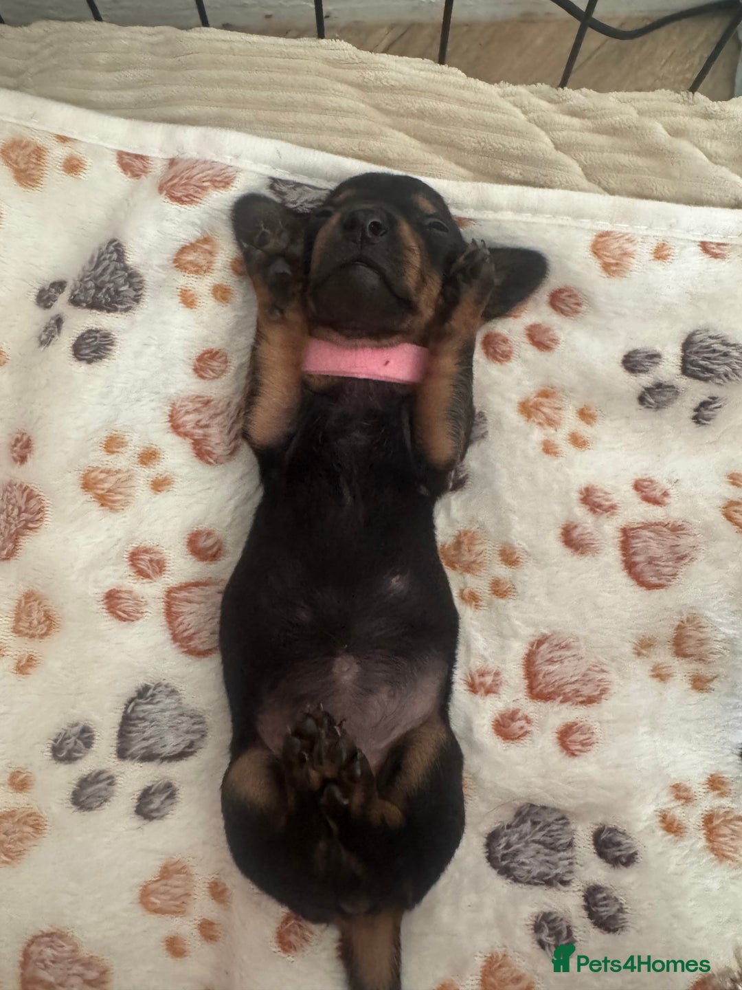 Miniature Dachshund dogs for sale: Miniature daschund puppies - Image 27