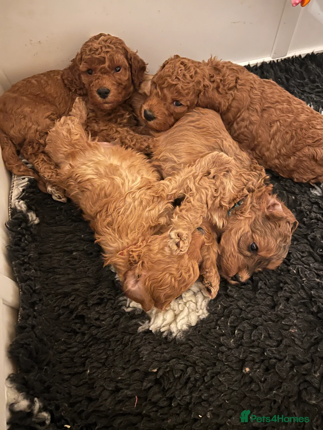 Cockapoo dogs for sale: Lovely Male Cockapoos. Ready 09/04.  in Grimsby - Advert 2