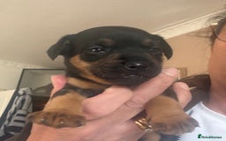 Mixed Breed dogs for sale: Male puppy - Image 4