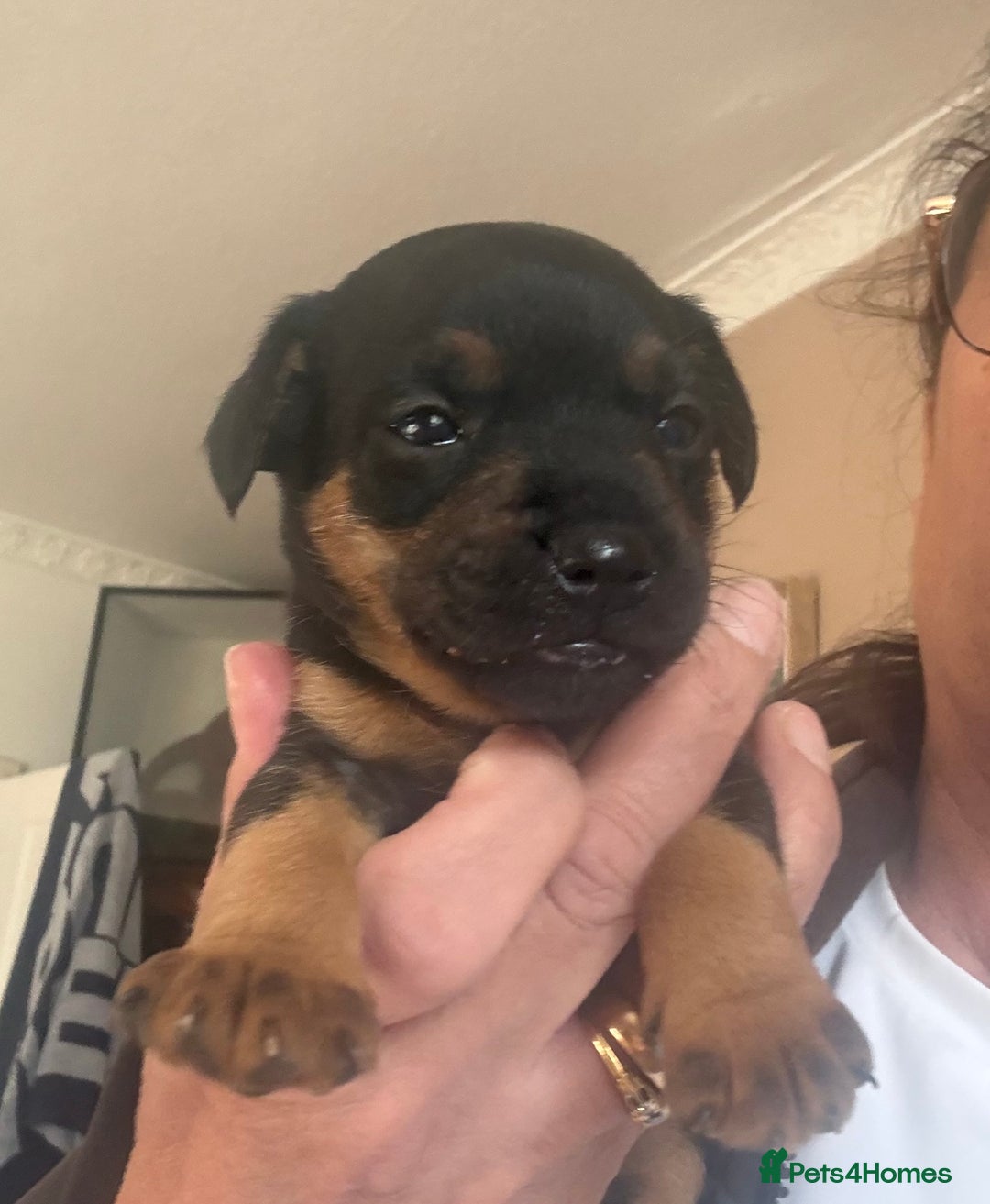 Mixed Breed dogs for sale: Male puppy - Image 4