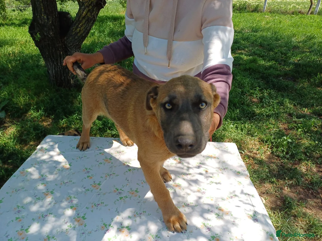 Mixed Breed dogs for adoption: BLUE, a Lovely Puppy Boy - for a Loving Home in Nottingham - Advert 2