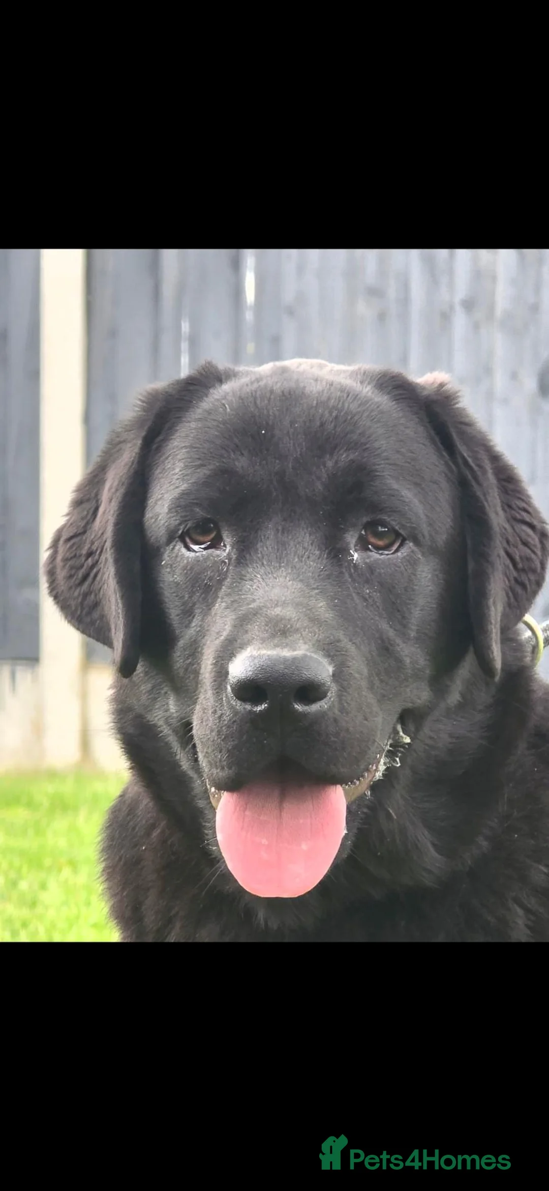 Labrador Retriever dogs for sale: Beautiful 10 month Female Lab - Advert 2