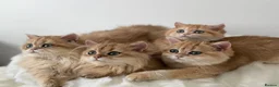 British Longhair cats for sale: British Shorthair or Longhair Godlen kittens  - Advert 2