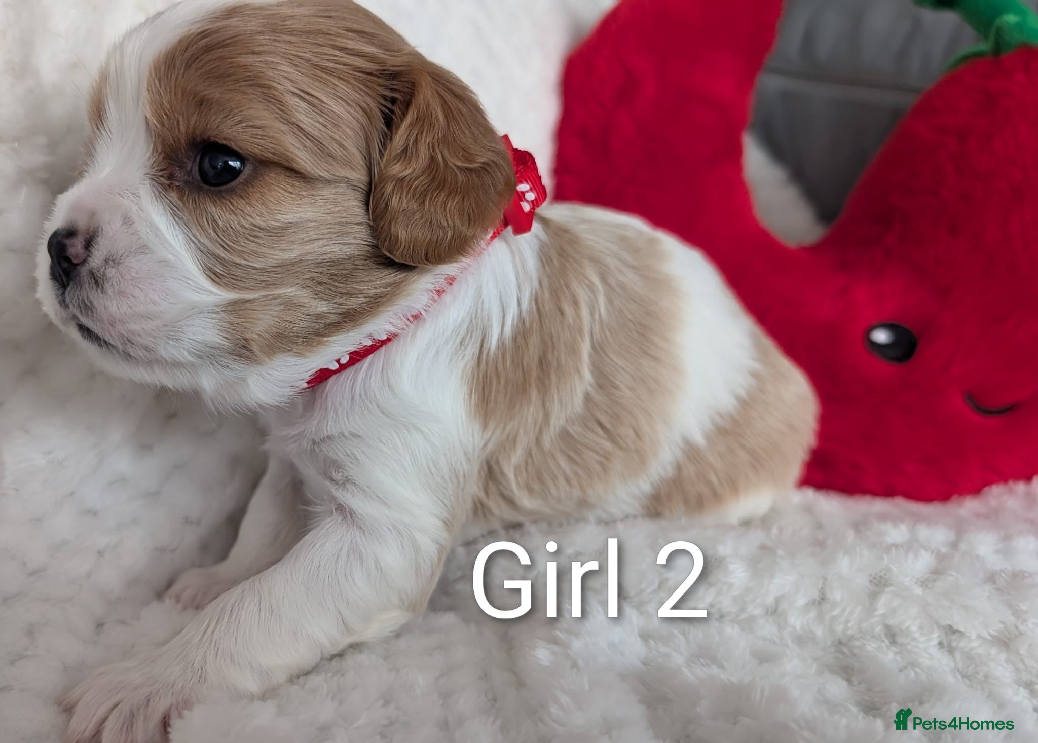 Cavalier King Charles Spaniel dogs for sale: Cavalier King Charles Stunning Puppies! in Aldershot - Advert 7
