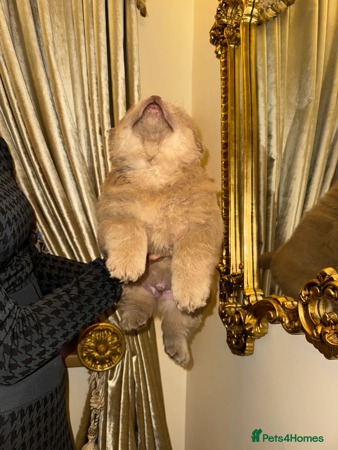 Chow Chow dogs for sale: 3 beautys left ⭐️  - Advert 6