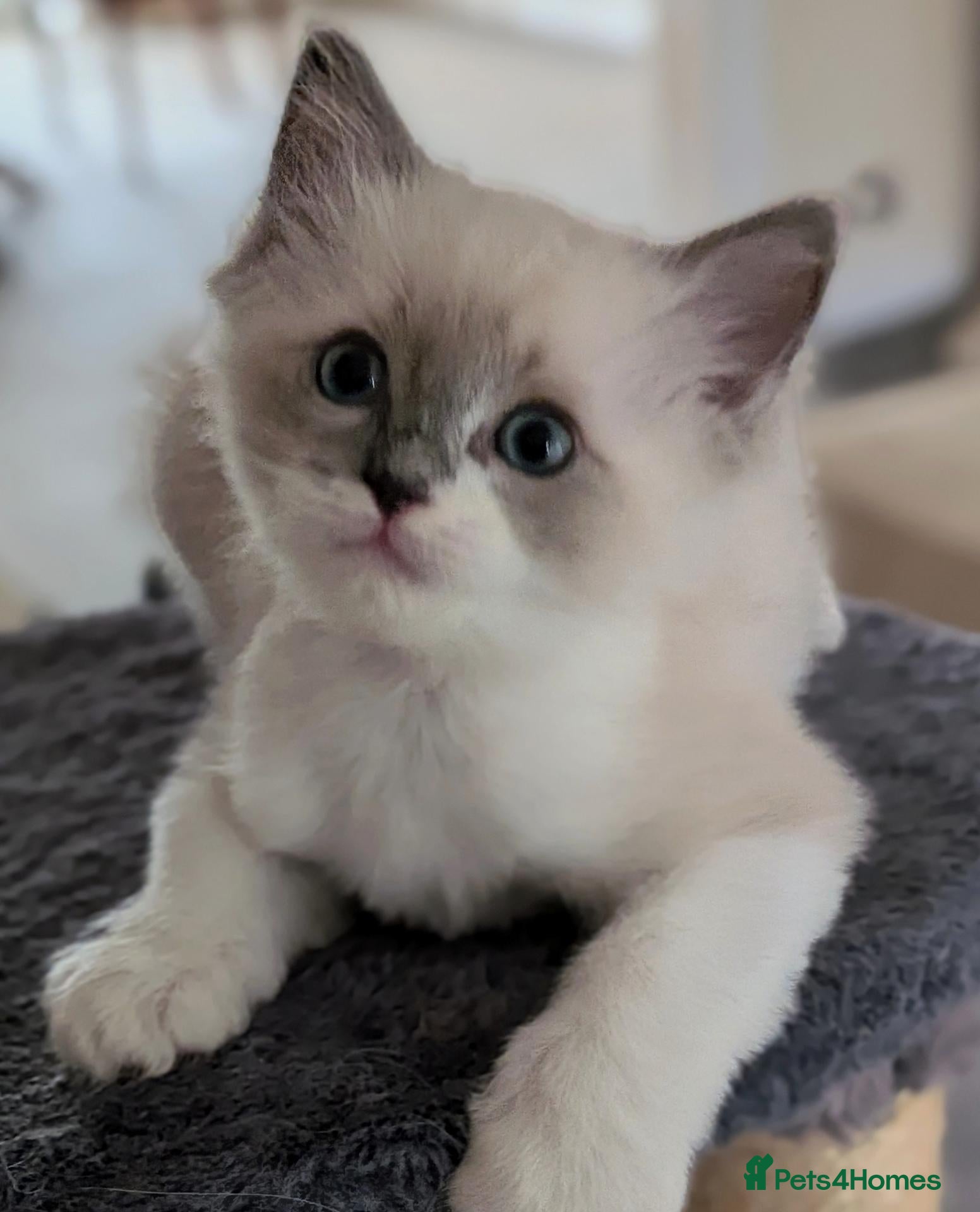Ragdoll cats 🏆 GCCF Champion Ragdolls • Active Considered - Advert 2