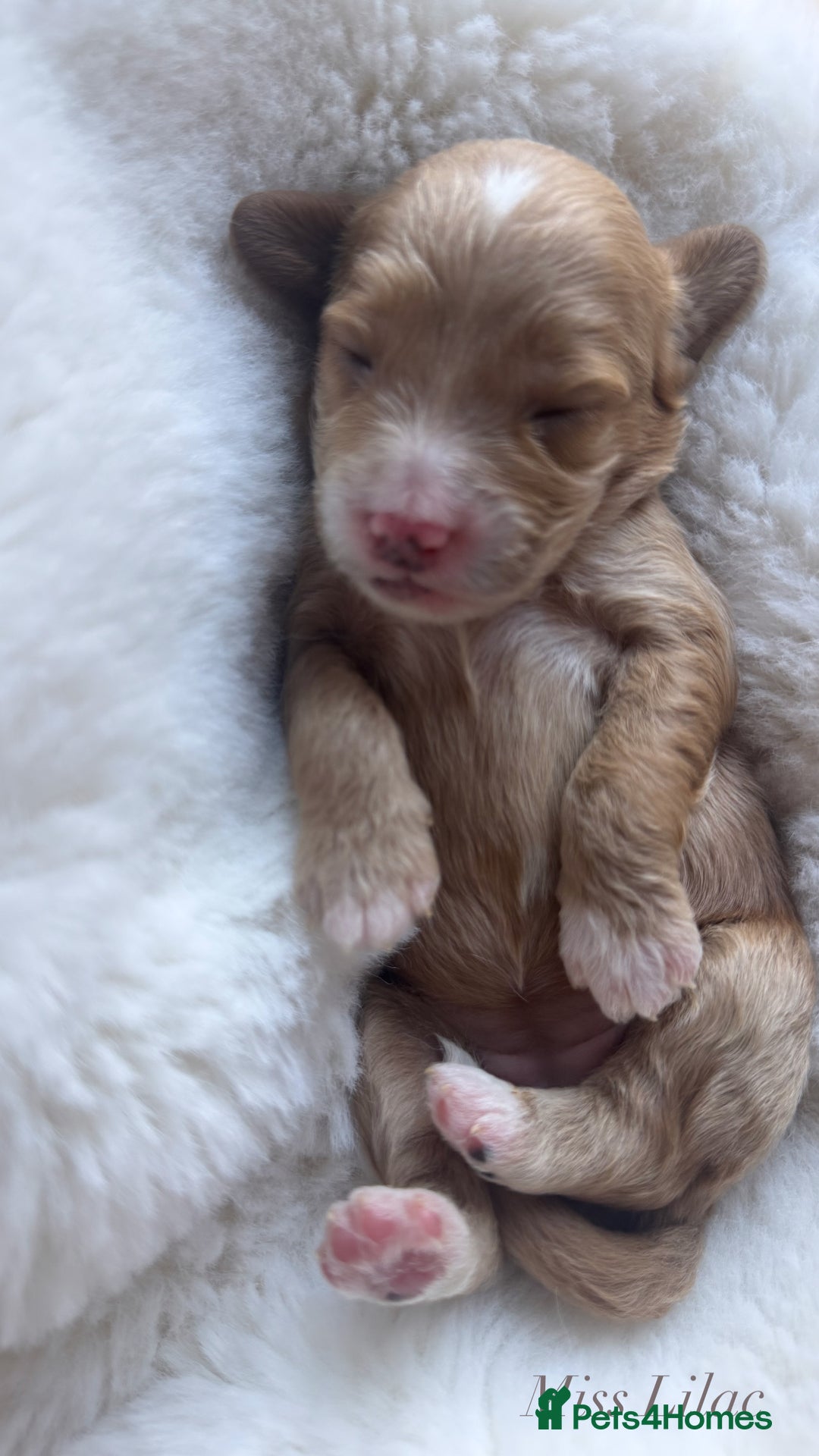 Australian Labradoodle dogs for sale: Australian Labdoodle  - Image 2