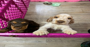 Cocker Spaniel dogs - Advert 7