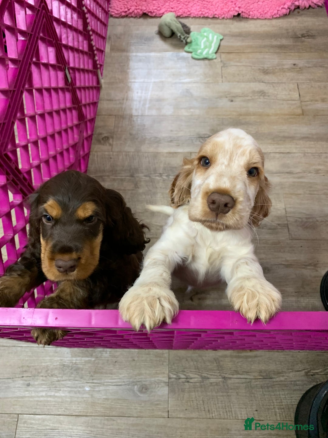 Cocker Spaniel dogs for sale: 5* LICENSED READY KC SHOW H/TESTED PUPPIES  - Image 4