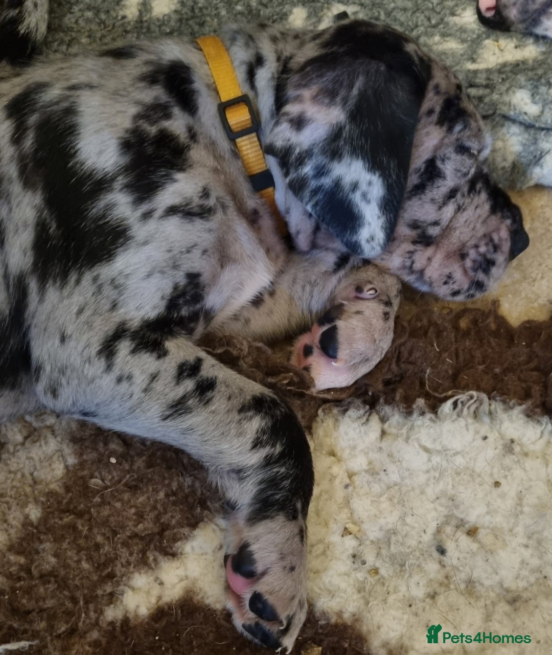 Great Dane dogs for sale: Exceptional pups, viewings welcome - Advert 6