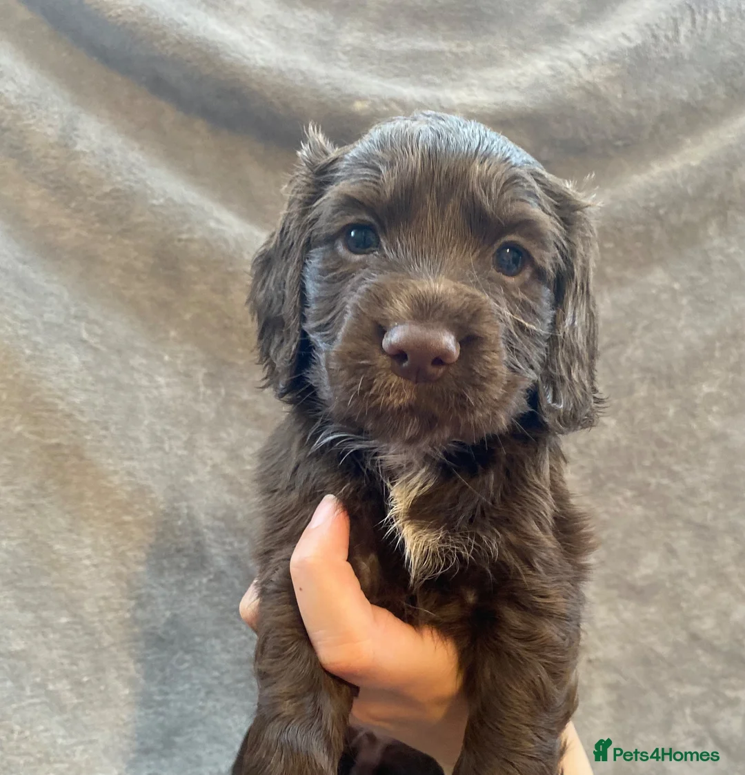 Cocker Spaniel dogs for sale: Working cocker spaniel puppies in Blackpool - Advert 2