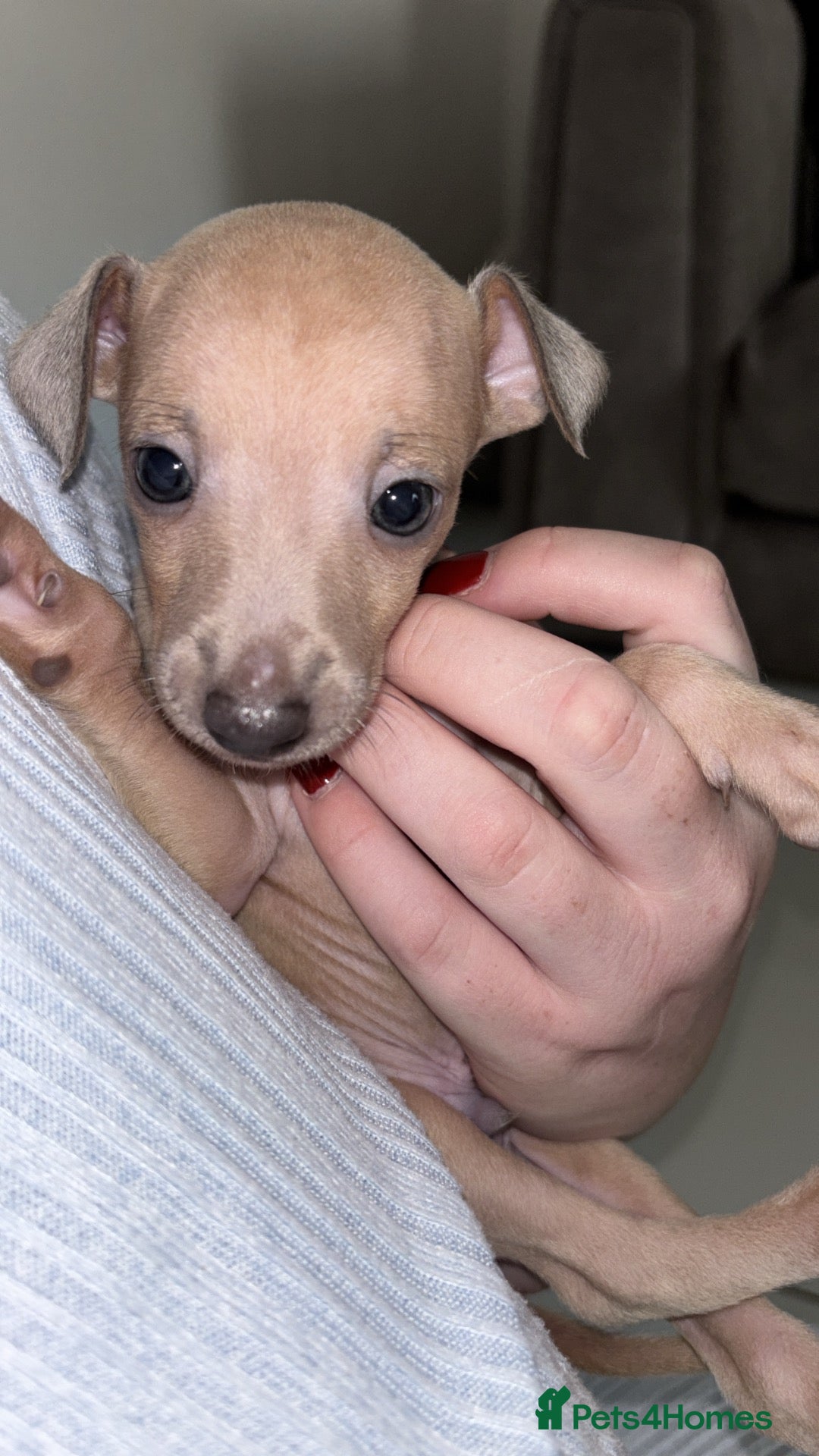 Italian Greyhound dogs Outstanding Italian Greyhound Puppies - Advert 14