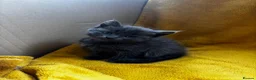 Mixed Breed cats for sale: Beautiful all grey Kittens  - Advert 6