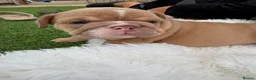 English Bulldog dogs for sale: 3wk old English bulldog puppies  - Advert 14