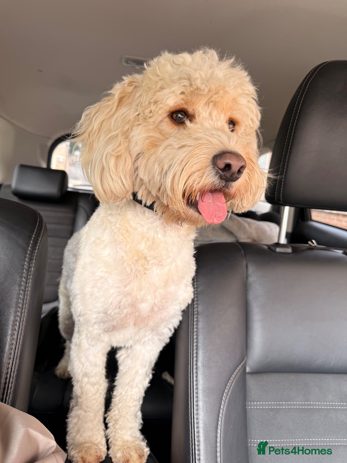 Cockapoo dogs Cockapoo for rehoming  - Advert 4