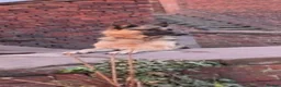Mixed Breed dogs for sale: Shollie Pups - German Shepherd x Boarder Collie in Knutsford - Advert 12