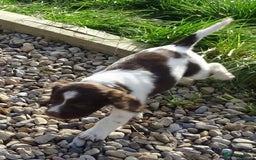 English Springer Spaniel dogs for sale: Gorgeous English Springer Spaniel Puppies - Image 10