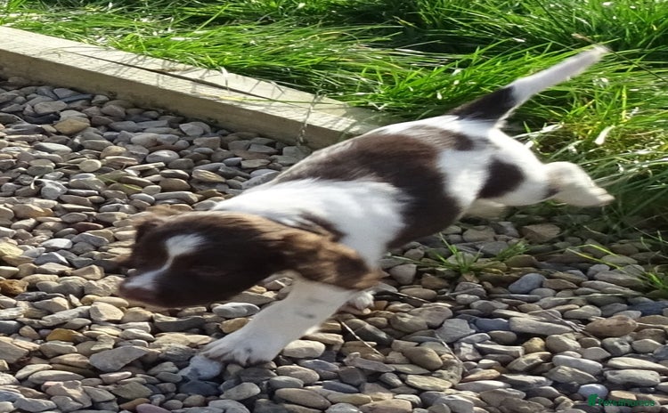 English Springer Spaniel dogs - Advert 3