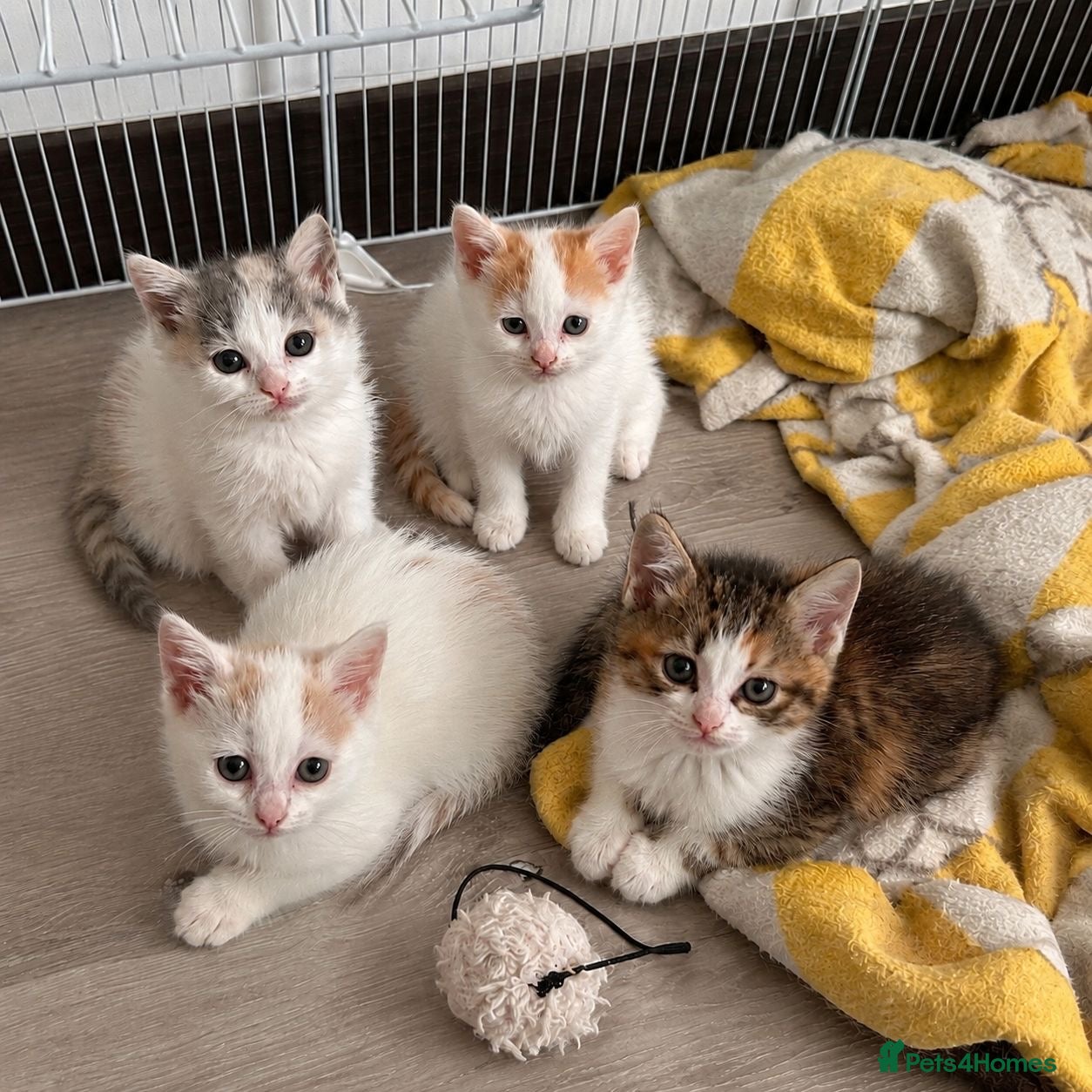 Turkish Van cats "Parrot" Turkish Angora x Van Kittens - Advert 2