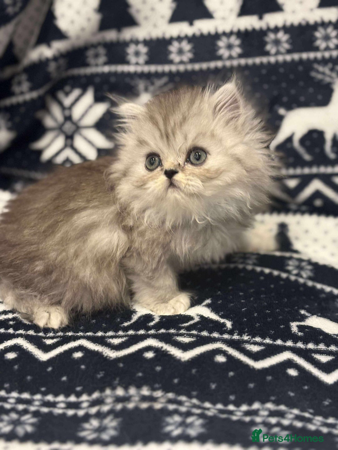 Persian cats for sale: **SOLD** gorgeous PKD Negative Persian kittens - Advert 6