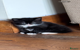 British Shorthair cats for sale: Last boy looking for his forever home  in Newtown - Image 6