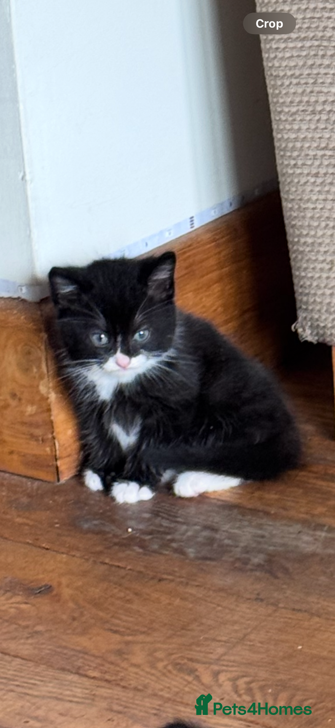 British Shorthair cats for sale: Last boy looking for his forever home  in Newtown - Image 6