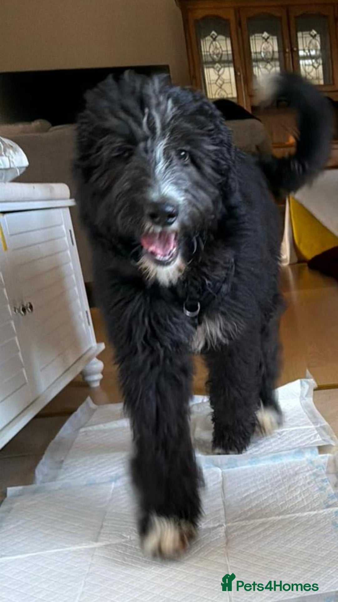 Bernedoodle dogs for sale: Adorable, 19week old bernedoodle boy - Advert 4