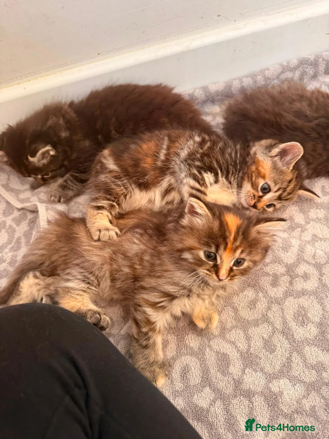 Mixed Breed cats for sale: Beautiful kittens looking for ever homes  - Advert 2