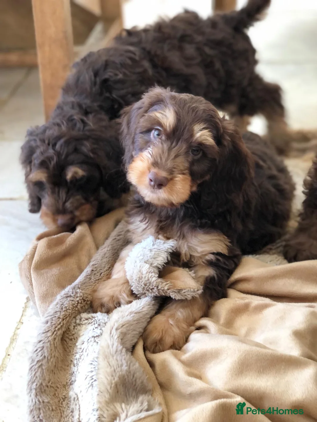 Cockapoo dogs for stud: TRICOLOUR F1 PROVEN ATAT CERTIFIED COCKAPOO STUD in Bromley - Advert 14