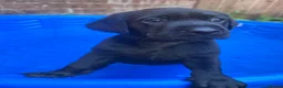 Labrador Retriever dogs for sale: Labrador Retriever KC puppies - Advert 5