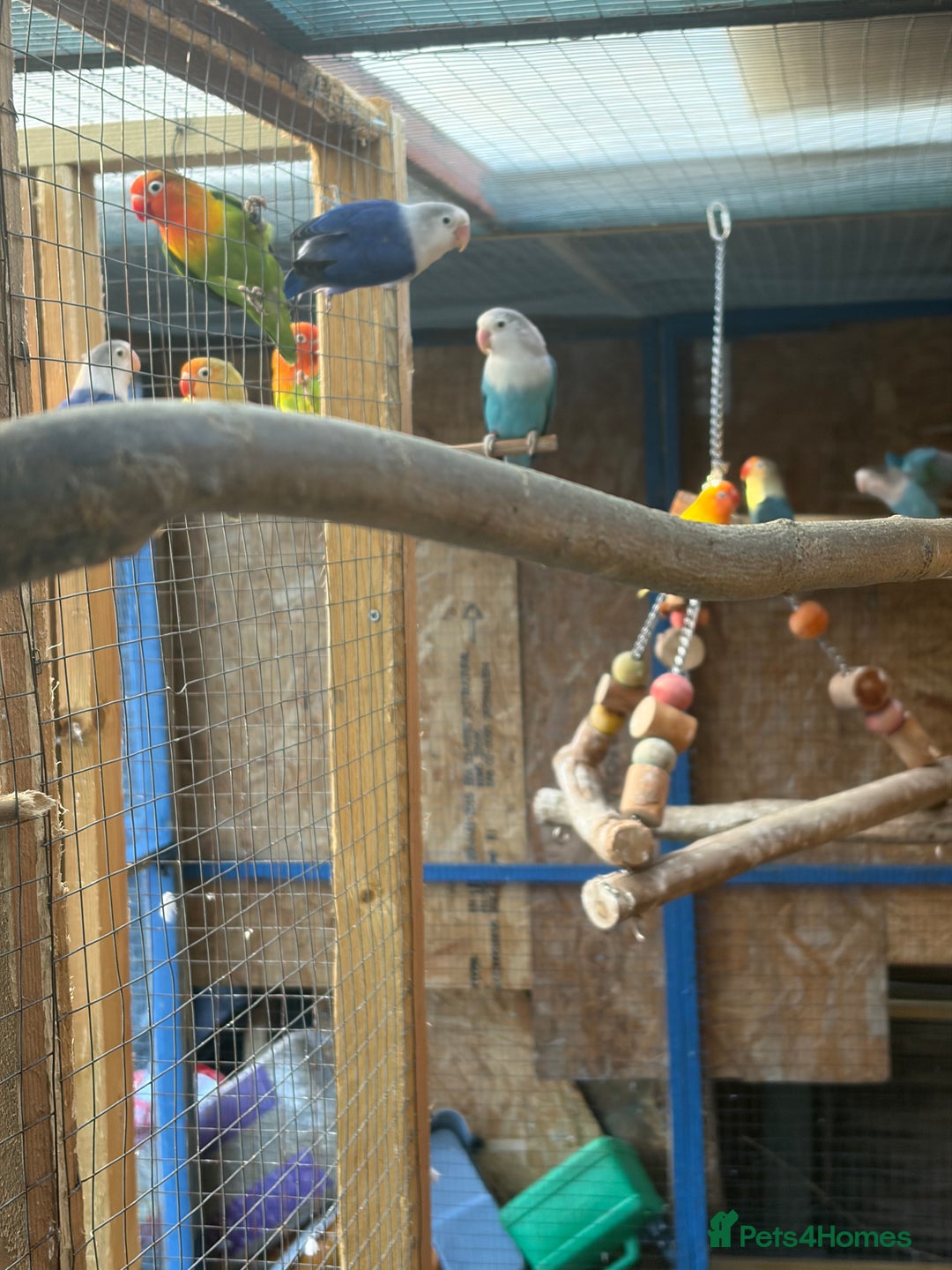 Lovebirds birds for sale: Colony of Fischer Lovebirds - Advert 4