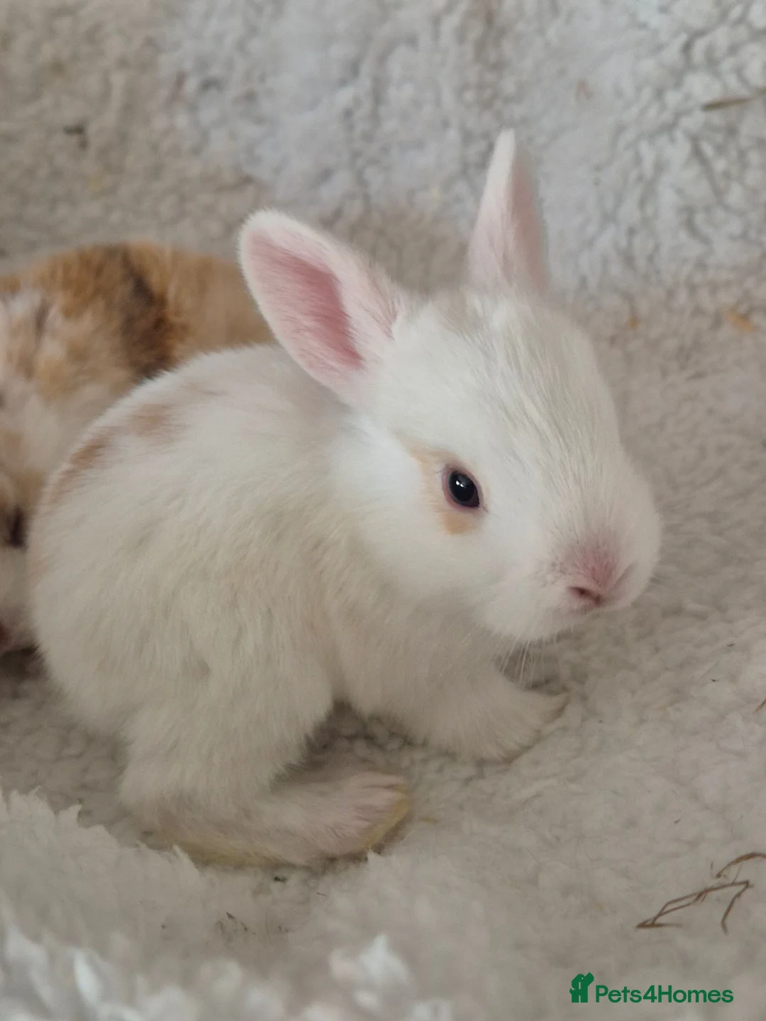 Mixed Breed rabbits for sale: 8 lovely mixed breed rabbits  - Advert 2