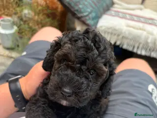 Poodle dogs Show Miniature Cockapoo F1b puppies £1495 - Advert 4