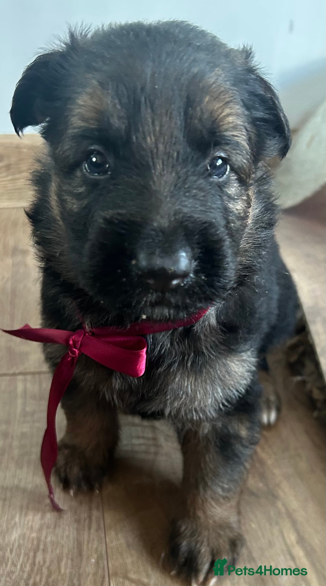 German Shepherd dogs for sale: Kc Registered German Shepherd Puppies - Advert 5