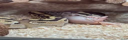 Python Snake reptiles for sale: Butter-belly ball python and full set up - Advert 6