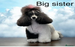 Toy Poodle dogs for sale: Tiny red & white parti toy poodle girl & boy - Image 8