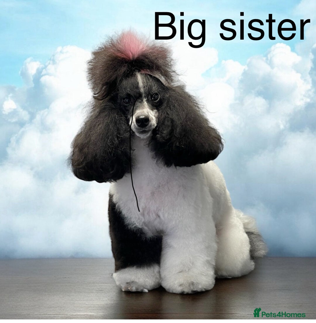 Toy Poodle dogs for sale: Tiny red & white parti toy poodle girl & boy - Image 8