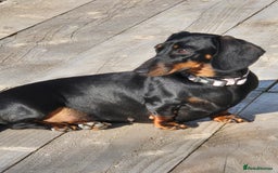 Miniature Dachshund dogs for sale: Miniature dachshund female - Image 6