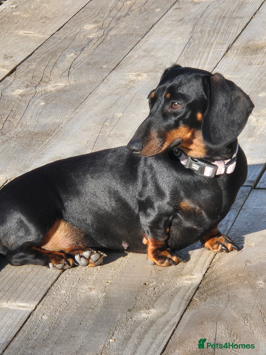 Miniature Dachshund dogs for sale: Miniature dachshund female - Image 6
