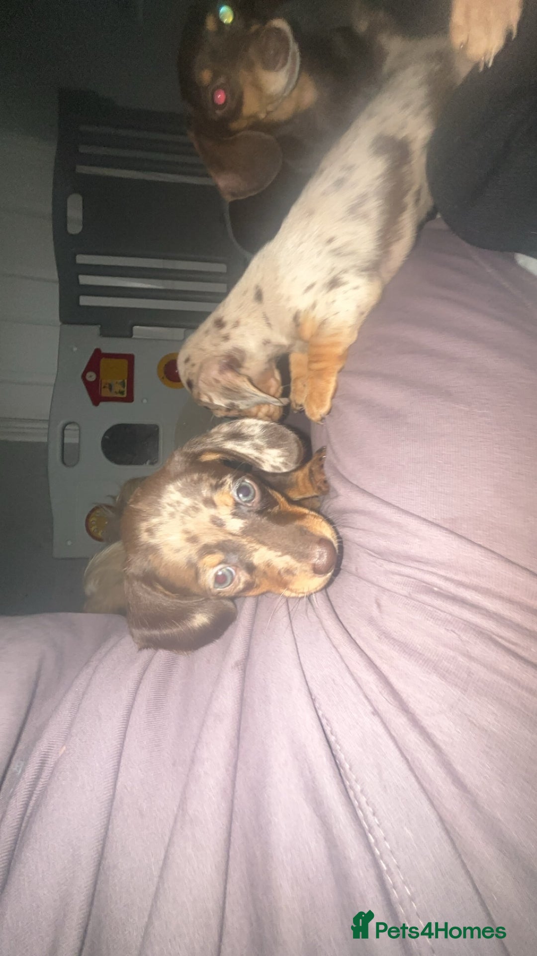 Dachshund dogs for sale: Miniature dachshund puppies for sale  - Advert 12