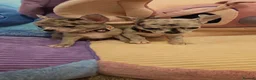Chihuahua dogs for sale: 6 beautiful chihuahuas  - Advert 5