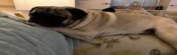 Pug dogs for sale: Purebred Pug Puppies  in Yeovil - Advert 22