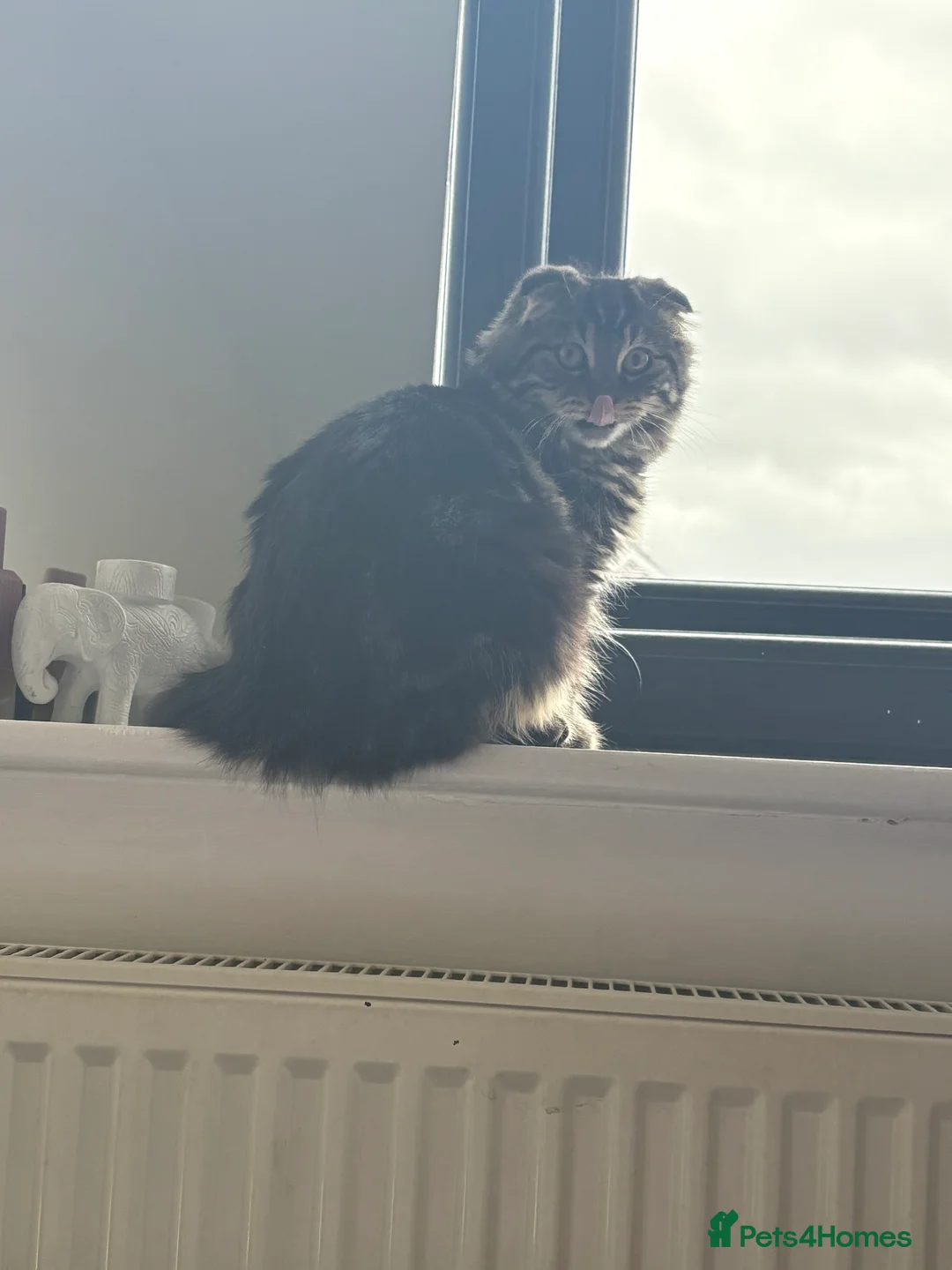 Scottish Fold cats for sale: Only one folded ears girl left 🎀 - Advert 7