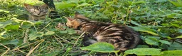 Mixed Breed cats for sale: Cute tabby kittens in London - Advert 7