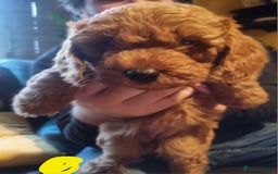 Cockapoo dogs for sale: Beautiful red girls - Image 3