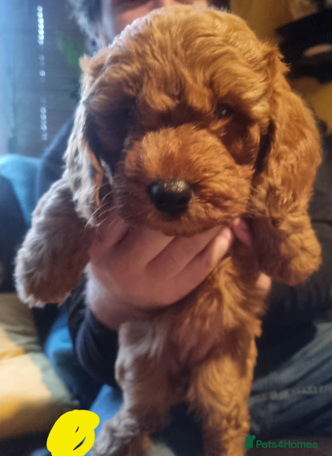 Cockapoo dogs for sale: Beautiful red girls - Image 3