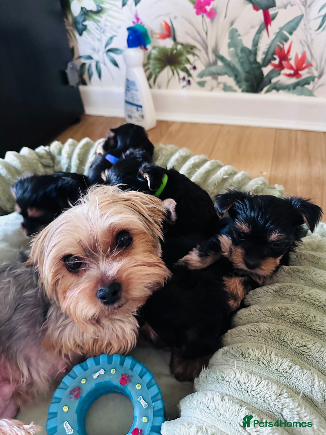 Yorkshire Terrier dogs for sale: Little Yorkshire Terrier  - Advert 7