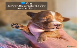 Cavapoo dogs for sale: Exceptional Quality F1 Cavapoos - Advert 5