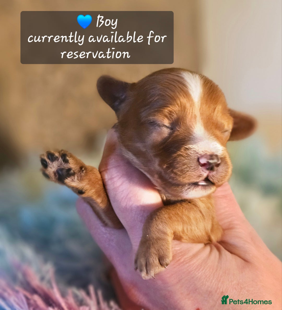 Cavapoo dogs for sale: Exceptional Quality F1 Cavapoos - Advert 5